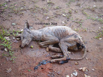 Coyote with Mange